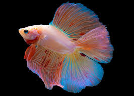 Show quality betta for sale. Male Double Tail Halfmoon Betta Coburg Aquarium