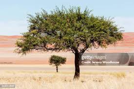 Image result for Acacia erioloba