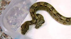 Hair Transplant On Twitter Boa Constrictor Snake Reptiles