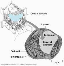 The number and the size of the vacuoles may vary. Vacuoles