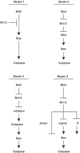 We did not find results for: The Bcl 2 Family Roles In Cell Survival And Oncogenesis Oncogene