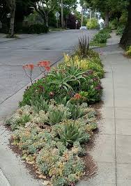 Pin By Kim Pearson On Landscaping Desert Plants Plants Xeriscape Front Yard