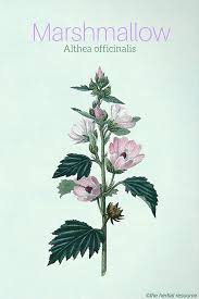 Marshmallow leaf and root are used for pain and swelling (inflammation) of the mucous membranes that line the respiratory tract. Marshmallow Root Herb Uses Side Effects And Benefits
