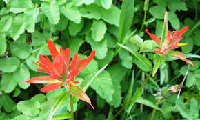 The spring season is considered to be the king of all seasons in india. Free Images Tree Nature Leaf Flower Bloom Spring Herb Botany Blooming Flora Plants Wildflower Flowers Shrub Flowering Plant Indian Paintbrush Annual Plant Woody Plant Land Plant Castilleja Miniata 2801x1681