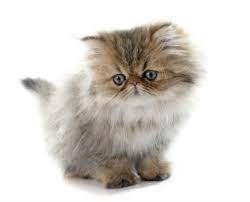 kedi turleri kedi cinsleri ve ozellikleri