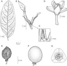 Image result for Octolepis decalepis