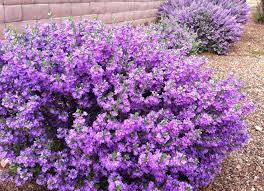We discuss the top 5 low maintenance and drought tolerant plants available. 10 No Effort Plants For A Fool Proof Landscape Colorful Garden Plants Front Yard Landscaping