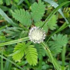 Image result for Kyllinga stenophylla