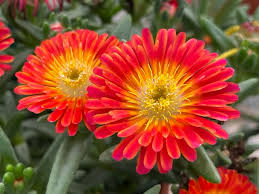 Image result for Delosperma spp.