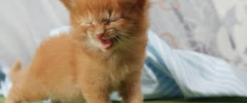 Pretty cats beautiful cats animals beautiful cute animals baby animals beautiful soul funny animals beautiful pictures. Kitten Cute Cats Orange Tabby Cat Baby 3440x1440 Download Hd Wallpaper Wallpapertip