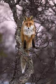 Klikk på bransjenavnene for å se alle. Fox In A Tree Photo By Photographer Kjartan Trana Animals Wild Animals Nature Animals