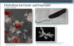 Archaebacteria Who Classification Domain Archaea Kingdom Euryarchaeota Phylum Euryarchaeota Class Ha Salt Pork Salty Foods Marine Fish