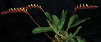 Image result for Bulbophyllum schimperianum