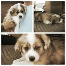 3 beautiful frug puppies ready for their forever homes from 18/03/21 mom is kc registered fawn pug dad is kc registered lilac & fawn frenchie pups will come wormed, flead and. 31 Sadie Bug S Auggie Puppies Corgi Crossroads Ideas Mini Australian Shepherds Pembroke Welsh Corgi Welsh Corgi