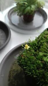 Image result for Utricularia subulata