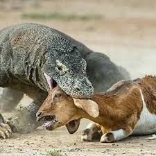 It can be found in western indonesia and eastern indochina. Komodo Of Ancient Animals Still Alive In Indonesia Steemit