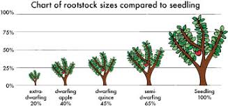 Historically, most of the clonal apple rootstocks that we use in the united states traditionally originated in europe. Rootstocks Explained Woodbridge Fruit Trees