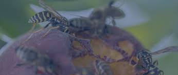 Professional pest exterminator atlantic city nj richmond pest. Pest Control Toms River Lakewood Brick New Jersey Dynamic Pest Control