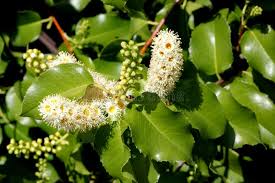 Image result for Cassinopsis ilicifolia