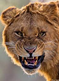 make my day angry animals majestic animals animals wild