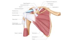 The clavicle (collarbone), the scapula (shoulder blade), and the humerus (upper arm bone) as well as associated muscles, ligaments and tendons. What You Should Know About Pitcher Shoulder Pain Flosoftball