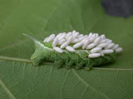 They really are one of the most hard working companion plants we can find and. Limit Garden Pest Damage Organically Pest Control Without Chemicals The Old Farmer S Almanac