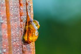The gold standard in cbd hemp based products, our goal is to foster. Green Garden Gold Cbd Oil Review Industrial Hemp Farms
