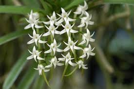 Image result for Cyrtorchis praetermissa