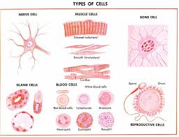 Cell Biology Cells Tissues Organs Systems Cell Biology Tissue Biology Cells And Tissues