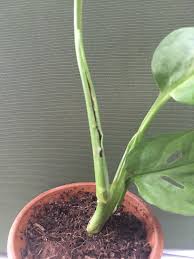 Why Did This New Leaf Turn Brown Before Unfurling Monstera