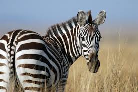 If you are looking for zebra.org we are awfully sorry the owners of the domain zebra.org let the domain expire. Cape May Zoo Ready For Arrival Of New Female Zebra