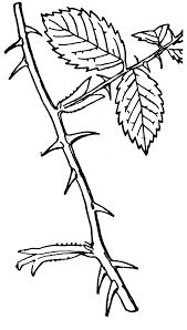 You can use our amazing online tool to color and edit the following thorn coloring pages. Pin By Holly Hackett Rich On Holiday Signs Rose Vine Tattoos Rose Thorns Drawing Vine Drawing
