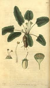Image result for Dorstenia schliebenii