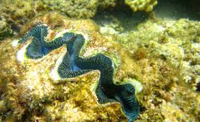 Image result for Tridactyle tridentata