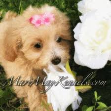 If you find a breeder in fort wayne, indiana or an online advertisement on craigslist advertising a litter of puppies for free or to a good home for free. 5 Best Maltipoo Breeders In Indiana 2021 We Love Doodles