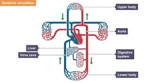 You can think of organelles as a cell's internal organs. Pin On Herbs