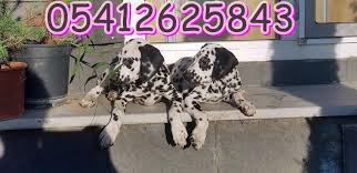 Dalmacyali Yavrusu 05412625843