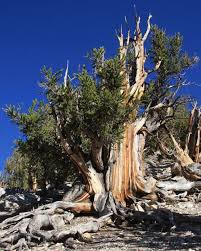 The Oldest Tree In The World Was Alive When Stonehenge Was Under Construction And Around The Time Humans Developed Their First Writing System Bristlecone Pine Bristlecone Pine Tree Nature