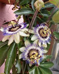 Gardening Tips On Instagram Check Out These Bluecrown Passion Flowers Via Reddit User U Young Gam Garden Passion Flower Gardening Tips Flowers
