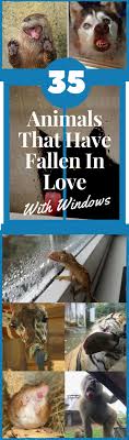 35 Animals That Have Fallen In Love With Windows Funny Pictures Can T Stop Laughing Laugh Meme Funny Pictures