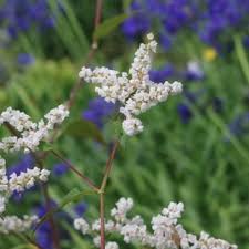 Image result for Polysphaeria lanceolata