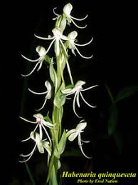 Image result for Habenaria microsaccus