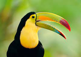 Time For Kids Welcome To The Rain Forest