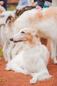 Russian Sighthound Championship Show 2016 St Petrsburg Kate Grishakova Borzoi Dog Borzoi Sighthound