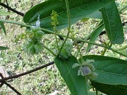 Image result for Tragia rupestris