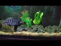Youtube Aquatic Plants Planted Aquarium Plants