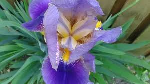 Nomi di fiori per bambine ecco i piu belli e particolari from www.unamammasiracconta.it i nomi dei fiori particolari sono numerosissimi, le orchidee sono solo una delle tante famiglie in grado di offrire spettacoli per la vista e colpire per la stravaganza. Piante Con Fiori Blu