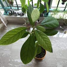 Check spelling or type a new query. Sg My Garden Is Good Growing Avocado In Singapore