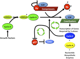 Check spelling or type a new query. Cyclin Dependent Kinase Inhibitors As Anticancer Therapeutics Molecular Pharmacology