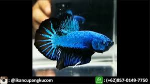 Ikan cupang terbagi atas 3 golongan, yaitu, cupang hias, cupang aduan, dan cupang liar. Ikan Cupang Plakat Terindah Wa 085 701 497 750 Ikan Ikan Cupang Kota Makassar